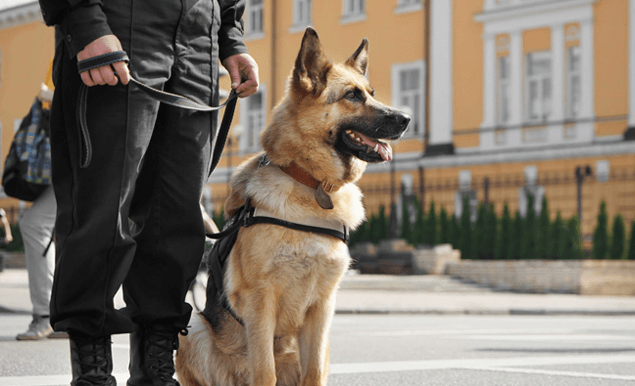 Охрана объектов собаками и услуги кинолога с собакой